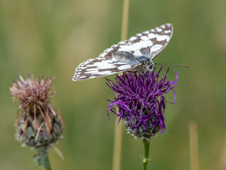 Schachbrettfalter