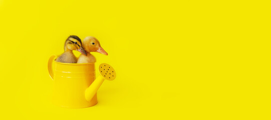 banner two small yellow and variegated duckling in metal watering can on yellow background, selective focus