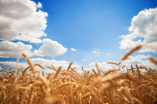 Yellow wheat field on the blue sky and white clouds background. Countryside view. Freedom and carefree concept. Nature beauty, blue cloudy sky and colorful field with golden wheat.