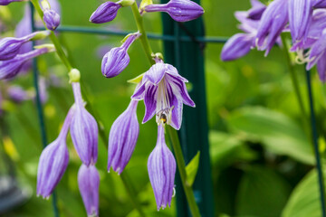 the hosta blooms begin to open, watch out for bees