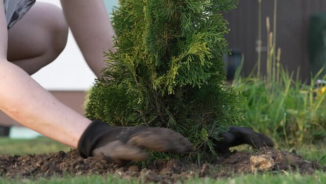 Young woman Gardening, Planting Thuja. Gardener Hands Planting thuya tree.