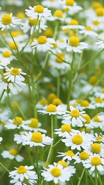 Close up shot on chamomile flowers swaying on the breeze, shallow dof
