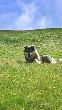 Big shepherd dog playing on the mountains green grass meadow, one shot