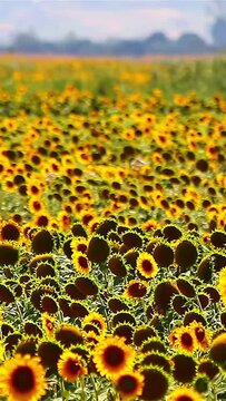 Sunflowers field landscape in a windy day, lock down