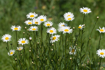 Leucanthemum vulgare flowers in a grass
