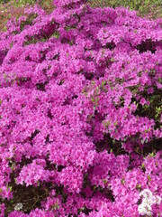 Obraz premium pink flowers
