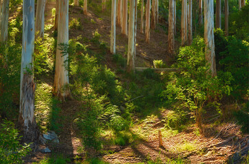 Naklejka na ściany i meble Landscape of a beautiful forest with bright sunlight in the morning. Many tall trees with trunks of pine in the woods at sunset. A green forest for hiking and exploring close to Cape Town