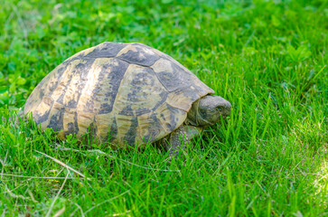 Turtle in the grass. Terrestrial spotted brown turtle among green plants in the garden. Side view.