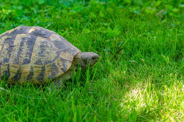 Spotted turtle in the garden sitting on the green grass. A land turtle.