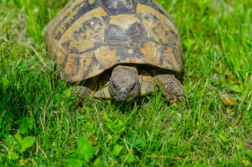 Turtle in the grass. Terrestrial spotted brown turtle among green plants in the garden.
