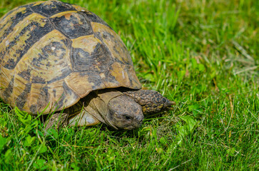 Sunlit turtle in the garden sitting on the green grass. A land turtle. Close-up.