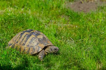 Spotted turtle in the garden sitting on the green grass. A land turtle.