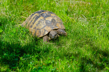 The sunlit tortoise slowly moves its paws on the green grass. Bright summer landscape.