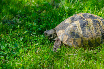 Turtle in the grass. Terrestrial spotted brown turtle among green plants in the garden.