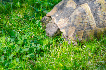 Fototapeta premium Sunlit turtle in the garden sitting on the green grass. A land turtle. Close-up.