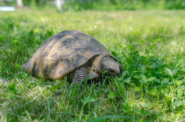 The sunlit tortoise slowly moves its paws on the green grass. Bright summer landscape.
