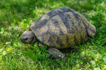 Spotted brown tortoise shell close up. Turtles in the park. Summer bright landscape.