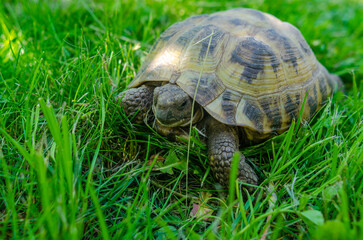 Turtle close up on green grass background. The turtle in the garden.