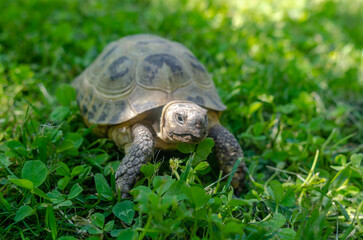 Sunlit turtle in the garden sitting on the green grass. A land turtle. Close-up.