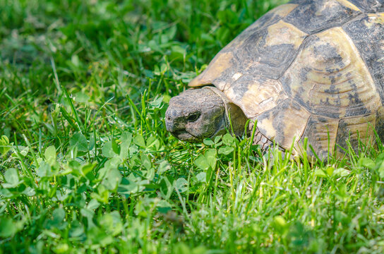 Turtle head close up. Sunlit turtle in the garden sitting on the green grass. A land turtle.