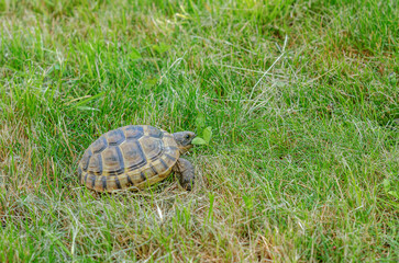 Obraz premium Greek tortoise eats a green leaf. Land small turtle among the mown dry grass. Turtle in nature.