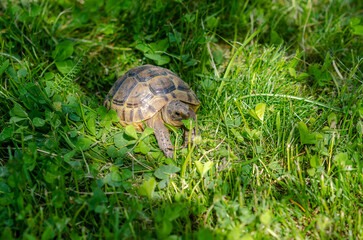 Greek turtle eats a green leaf. Nutrition of turtles. Front view of a turtle among green plants.