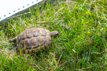 Front view of the spotted shell, head, paws of a turtle. Greek turtle near a white piece of paper.
