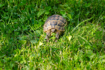 Photo of a cute turtle sitting among the greenery. The Greek tortoise stuck its front paws out of its shell and ate the leaf.