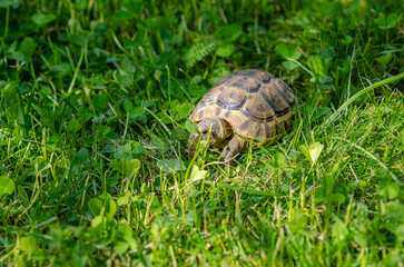 Photo of a cute turtle sitting among the greenery. The Greek tortoise stuck its front paws out of its shell and ate the leaf.