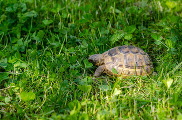 Turtle in the grass. Terrestrial spotted brown turtle among green plants in the garden. Side view.