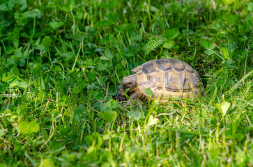 Turtle in the grass. Terrestrial spotted brown turtle among green plants in the garden. Side view.