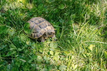 Sunlit turtle in the garden sitting on the green grass. A land turtle.
