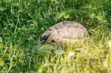Spotted brown tortoise. Turtles in the park. Summer bright landscape. Blurred background.
