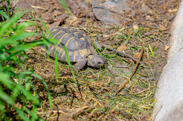 Land small turtle among the mown dry grass. Turtle in nature. Selective focus.