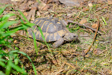 Land small turtle among the mown dry grass. Turtle in nature. Selective focus.