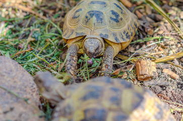 Photo of a cute turtle sitting in an aviary. The Greek tortoise stuck its front paws out of its shell and ate the leaf.