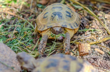 Photo of a cute turtle sitting in an aviary. The Greek tortoise stuck its front paws out of its shell and ate the leaf.