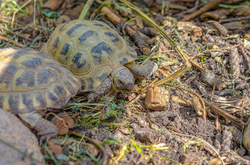 Greek turtles in an aviary. Enclosed natural environment for domestic turtles. Breeding turtles.