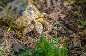 Reproduction of turtles at home. Aviary for turtles with natural habitat.