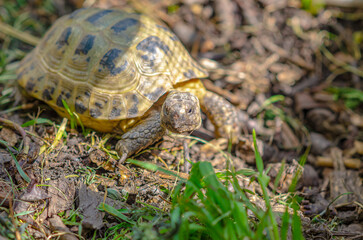 Greek turtles in an aviary. Enclosed natural environment for domestic turtles. Breeding turtles.