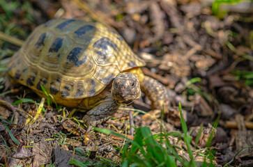 Greek turtles in an aviary. Enclosed natural environment for domestic turtles. Breeding turtles.
