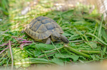 Front view of a turtle among green plants. Nutrition of turtles.