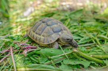 Front view of a turtle among green plants. Nutrition of turtles.