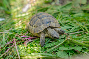 The sunlit tortoise slowly moves its paws on the green plants. Bright summer landscape.