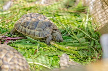Side view of a cute turtle sitting in an aviary. The Greek tortoise stuck its front paws out of its shell and ate the leaf.