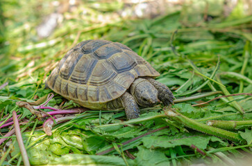 Front view of a turtle among green plants. Nutrition of turtles.