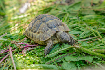 The sunlit tortoise slowly moves its paws on the green plants. Bright summer landscape.