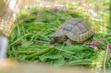 Greek turtles in an aviary. Enclosed natural environment for domestic turtles. Breeding turtles.