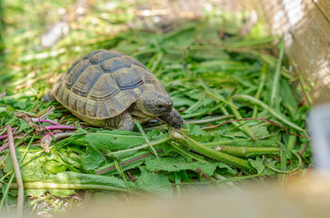 Greek turtles in an aviary. Enclosed natural environment for domestic turtles. Breeding turtles.