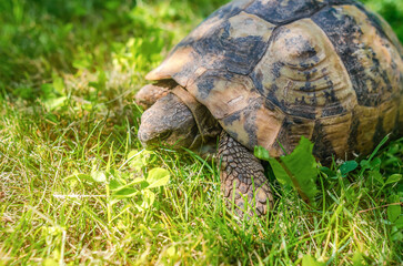 Obraz premium Spotted brown tortoise shell close up. Turtles in the park. Summer bright landscape.